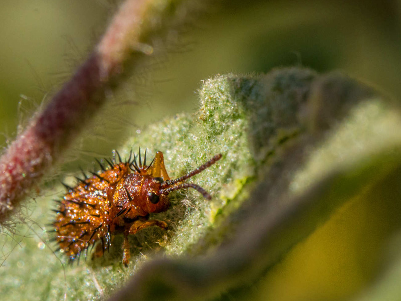 Suggerimenti per la fotografia macro 5